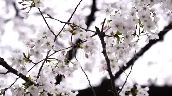 樱花春天的樱花视频的预览图