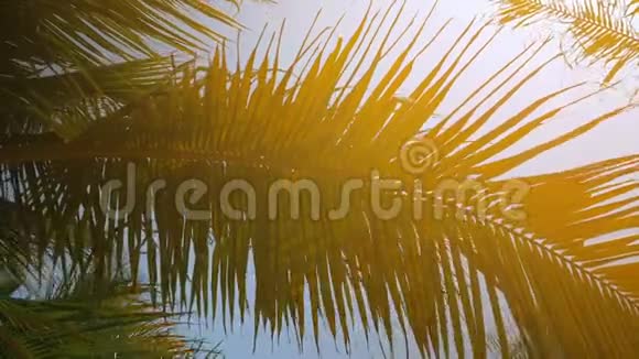 沙滩上的棕榈树夏日的微风视频的预览图