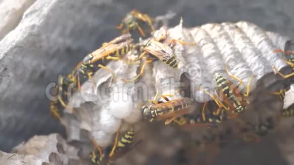 黄蜂虫屋脊下害虫黄蜂窝野生黄蜂慢动作视频过敏咬人生活方式视频的预览图