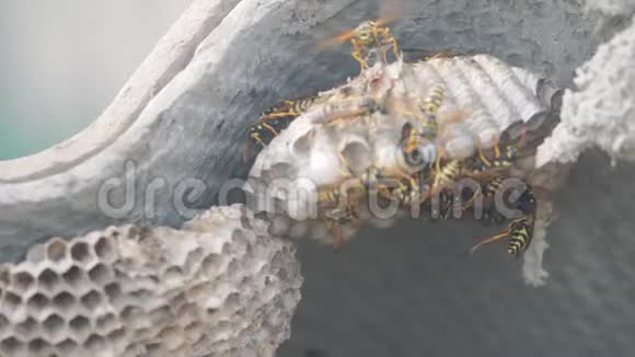屋脊下的黄蜂病虫害黄蜂窝野生黄蜂慢动作视频过敏危险生活方式咬伤视频的预览图