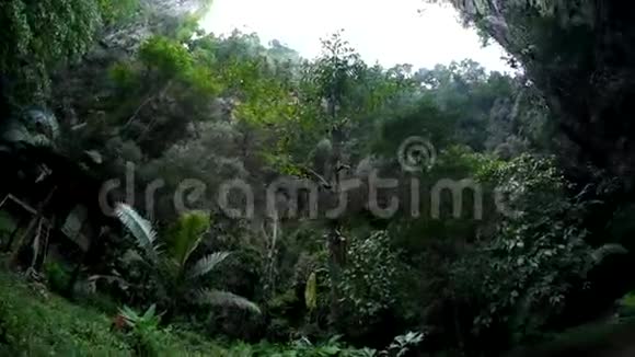 热带森林视频的预览图