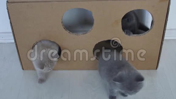 小猫玩有洞的纸板箱视频的预览图