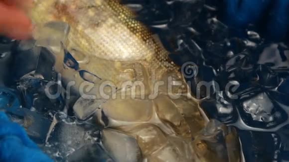 鱼在水中的冰中梭子鱼视频的预览图