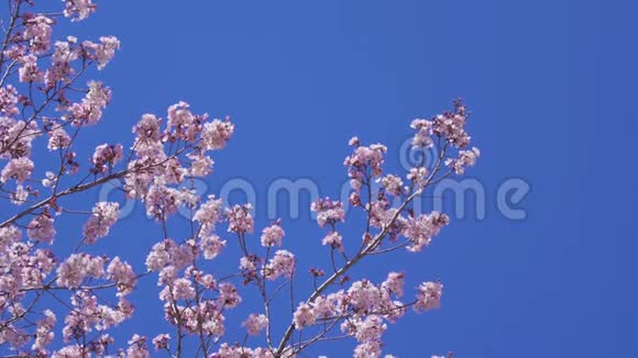 樱花春季樱花视频的预览图