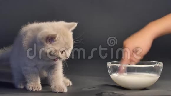 英国短毛小猫舔牛奶视频的预览图