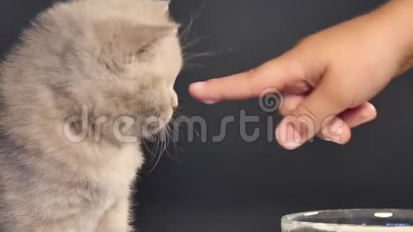 英国短毛小猫舔牛奶视频的预览图