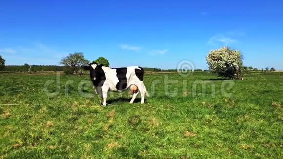 夏天在草地上放牧的牛视频的预览图
