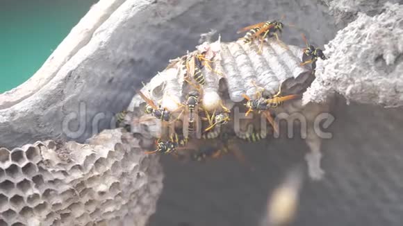 屋脊下的黄蜂病虫害黄蜂窝野生黄蜂慢速生活方式运动视频过敏咬伤危害视频的预览图