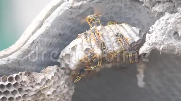 屋脊下的黄蜂病虫害黄蜂窝野生黄蜂慢动作视频过敏生活方式危险物品视频的预览图