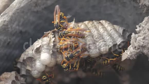 黄蜂虫屋脊下害虫黄蜂窝野生黄蜂慢动作视频咬过敏危险视频的预览图