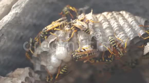 黄蜂虫屋脊下害虫黄蜂窝野生黄蜂慢动作视频过敏生活方式咬人视频的预览图