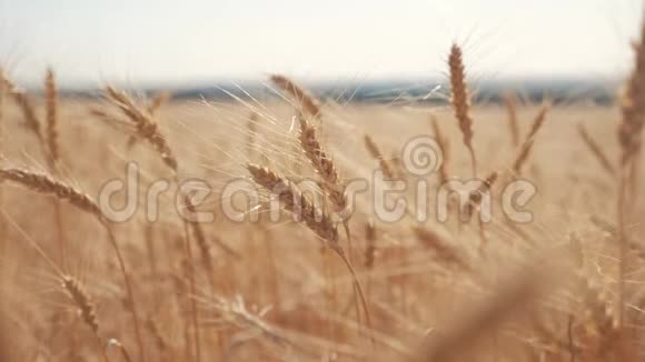 小麦麦田日落景观慢动作视频生活方式农民智慧农业生态理念小麦视频的预览图