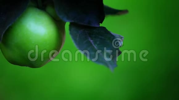 绿苹果树园日视频的预览图