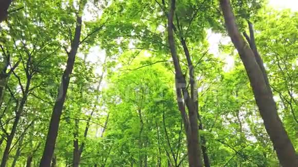 绿林带着树木和阳光穿过树叶视频的预览图