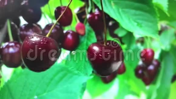 樱桃浆果切割向两边喷洒果汁慢动作视频的预览图