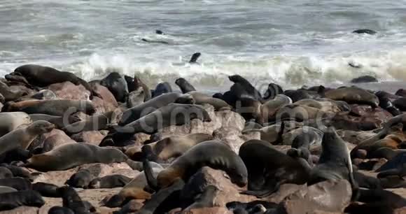 非洲纳米比亚科罗斯角布朗海豹殖民地视频的预览图