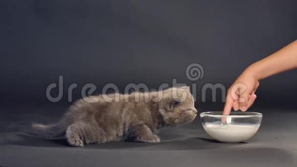 英国短毛小猫喝牛奶视频的预览图