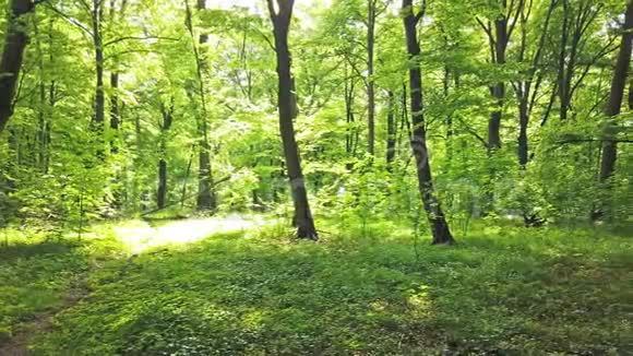 绿林带着树木和阳光穿过树叶视频的预览图