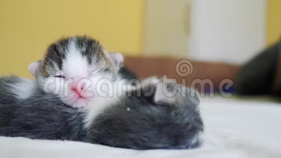 搞笑视频两只宠物可爱新生小猫睡觉团队在床上宠物概念宠物概念小猫猫斑纹视频的预览图