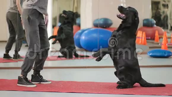教练在健身房训练一只狗视频的预览图