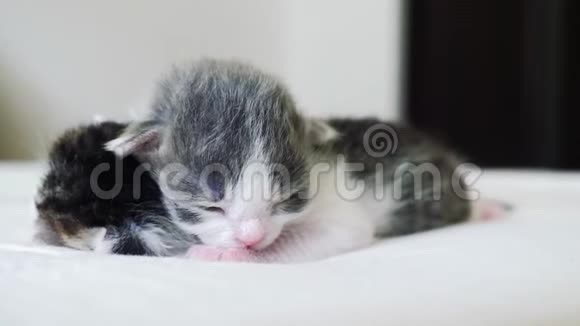 有趣的生活方式视频两只可爱的新生小猫在床上睡觉团队合作宠物概念宠物概念小猫条纹视频的预览图