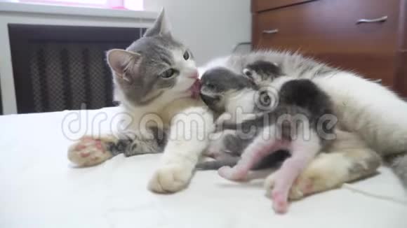 猫幸福的家庭妈妈和新生的小猫孩子们猫喂小猫猫舔小猫家庭生活方式视频的预览图