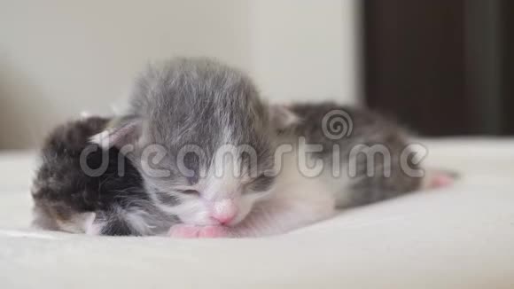 搞笑视频两只可爱的新生生活方式小猫睡觉团队在床上宠物概念宠物概念小猫斑纹视频的预览图