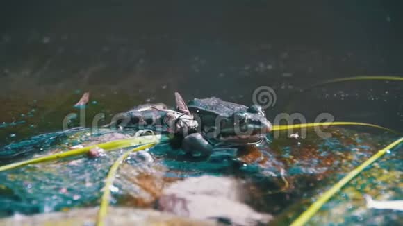 绿蛙坐在水中的河岸上慢动作视频的预览图
