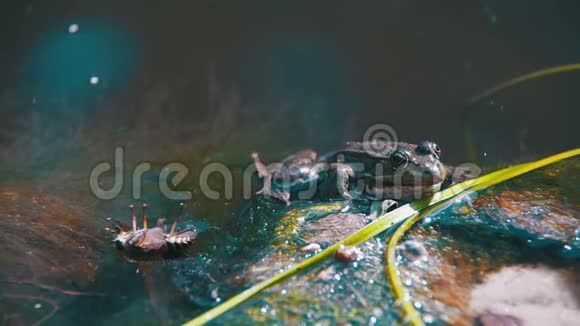 绿蛙坐在水中的河岸上慢动作视频的预览图