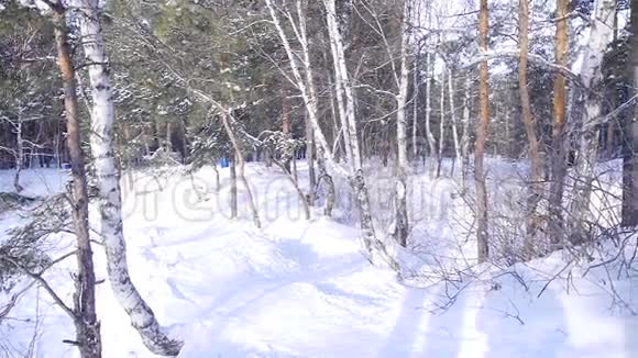 年轻漂亮的情侣在冬天的树林里散步视频的预览图