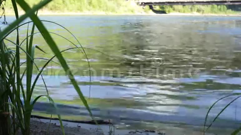 清水山林河哈卡西亚视频的预览图