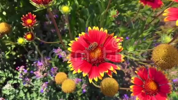 有翅膀的蜜蜂慢慢地飞向植物从花中收集蜂蜜的花蜜视频的预览图