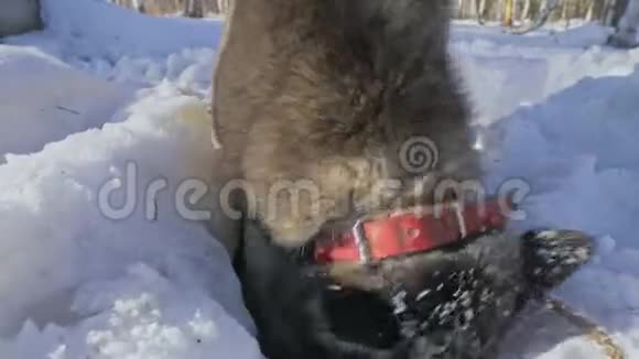 美丽的女人和小孩在冬天的森林里和哈士奇的狗散步快乐的年轻母亲和女儿视频的预览图