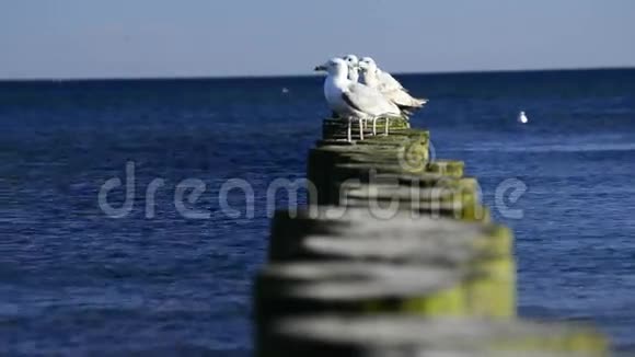 带着海鸥在波罗的海摸索视频的预览图