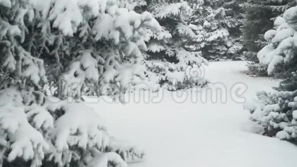 冬季雪杉树正在遭受暴风雪视频的预览图