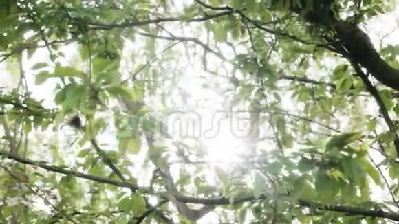 自然太阳公园照明视频的预览图