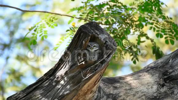 野鸟斑点猫头鹰大自然中的猫头鹰视频的预览图