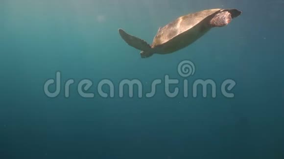 海龟在水下视频的预览图
