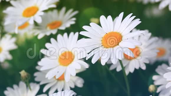 一大片白色雏菊视频的预览图