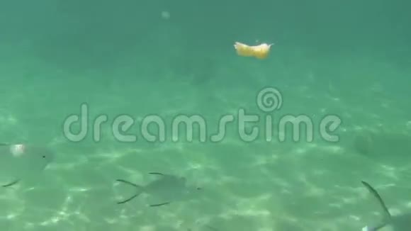 热带鱼吃香蕉片视频的预览图