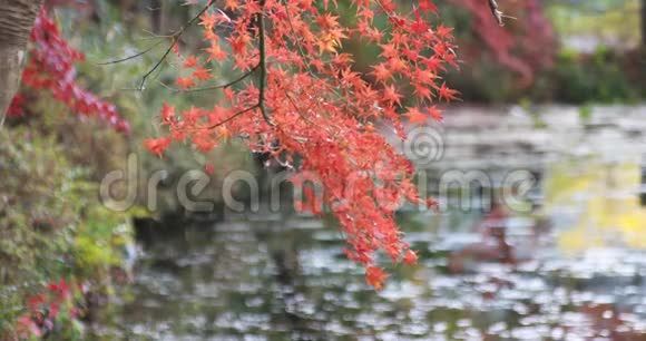 日本岐阜森林的红叶视频的预览图