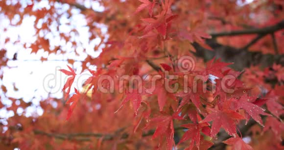 日本岐阜森林的红叶视频的预览图