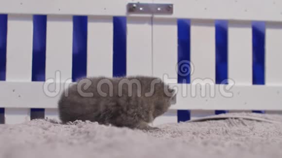 一只英国小猫走在木栅栏旁视频的预览图