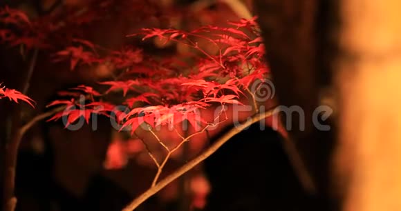 日本京都爱坎杜传统公园的发光红叶视频的预览图
