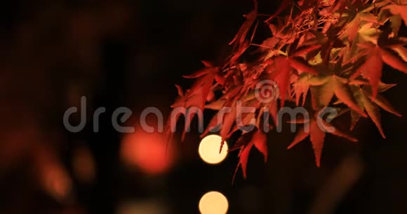 日本京都爱坎杜传统公园的发光红叶视频的预览图