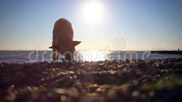 无家可归的狗在日落海滩上吃鱼视频的预览图