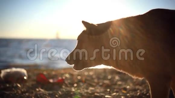 无家可归的狗在日落海滩上吃鱼视频的预览图
