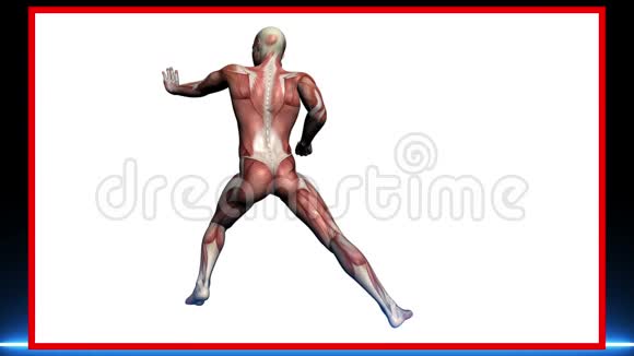 男性肌肉人体解剖扫描视频的预览图