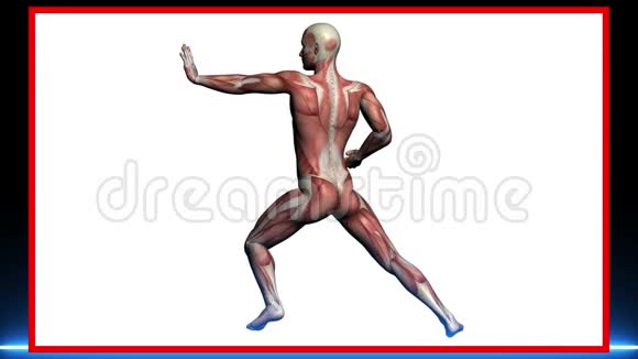男性肌肉人体解剖扫描视频的预览图