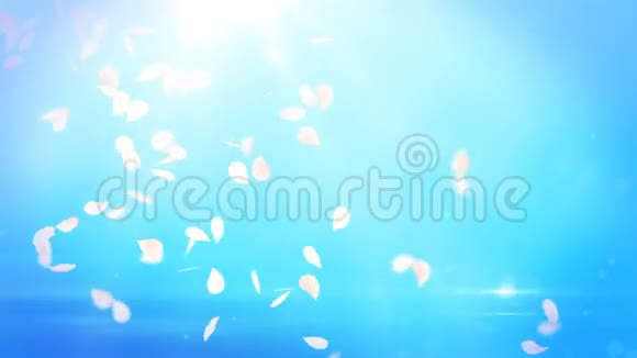 樱花的白色花瓣飘落在浪漫的抽象背景上循环4K运动春花图形视频的预览图